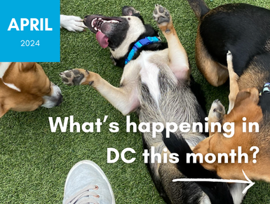 Things to Do In April – DC Area