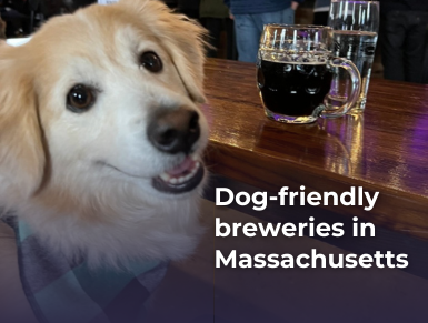 Dog-Friendly Breweries in MA