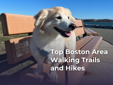 Top Boston Dog-Friendly Trails and Hikes to Explore