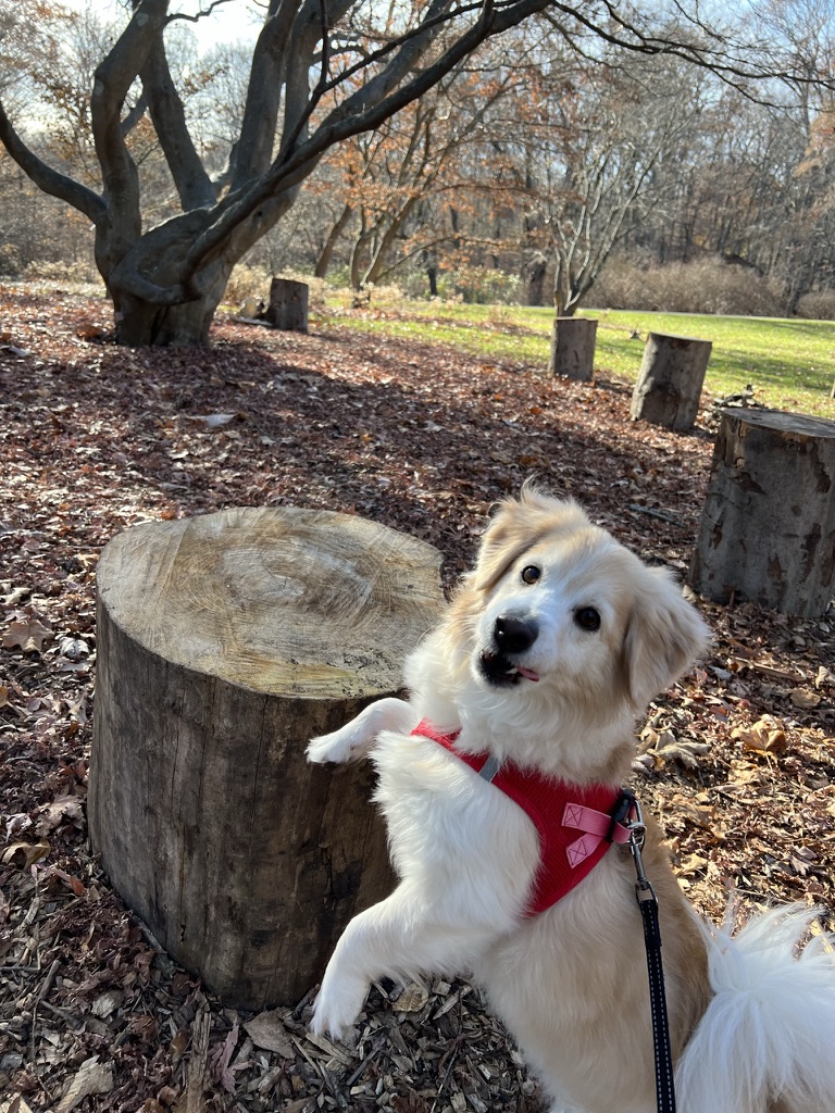 Arnold Arboretum Image