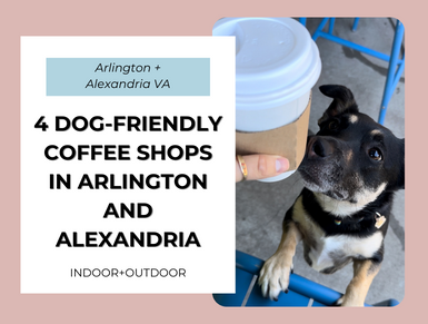 4 Dog-Friendly Coffee Shops in Arlington and Alexandria, VA