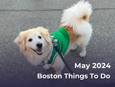 May 2024 Boston Things To Do With Your Dog