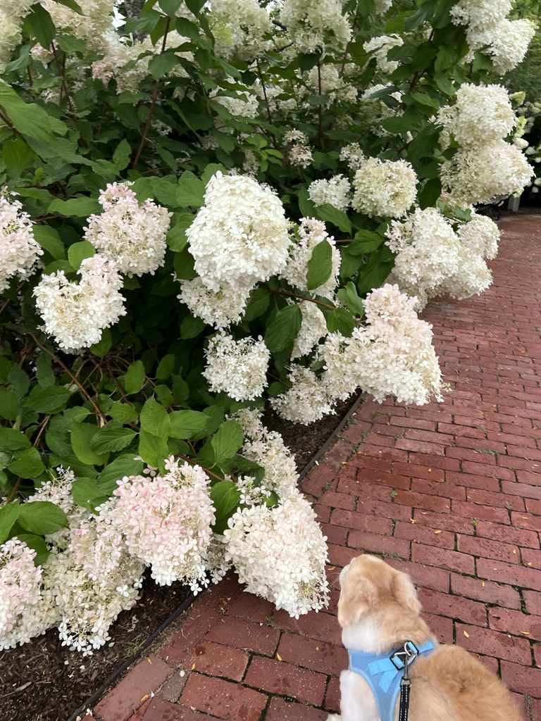 Nantucket walkways