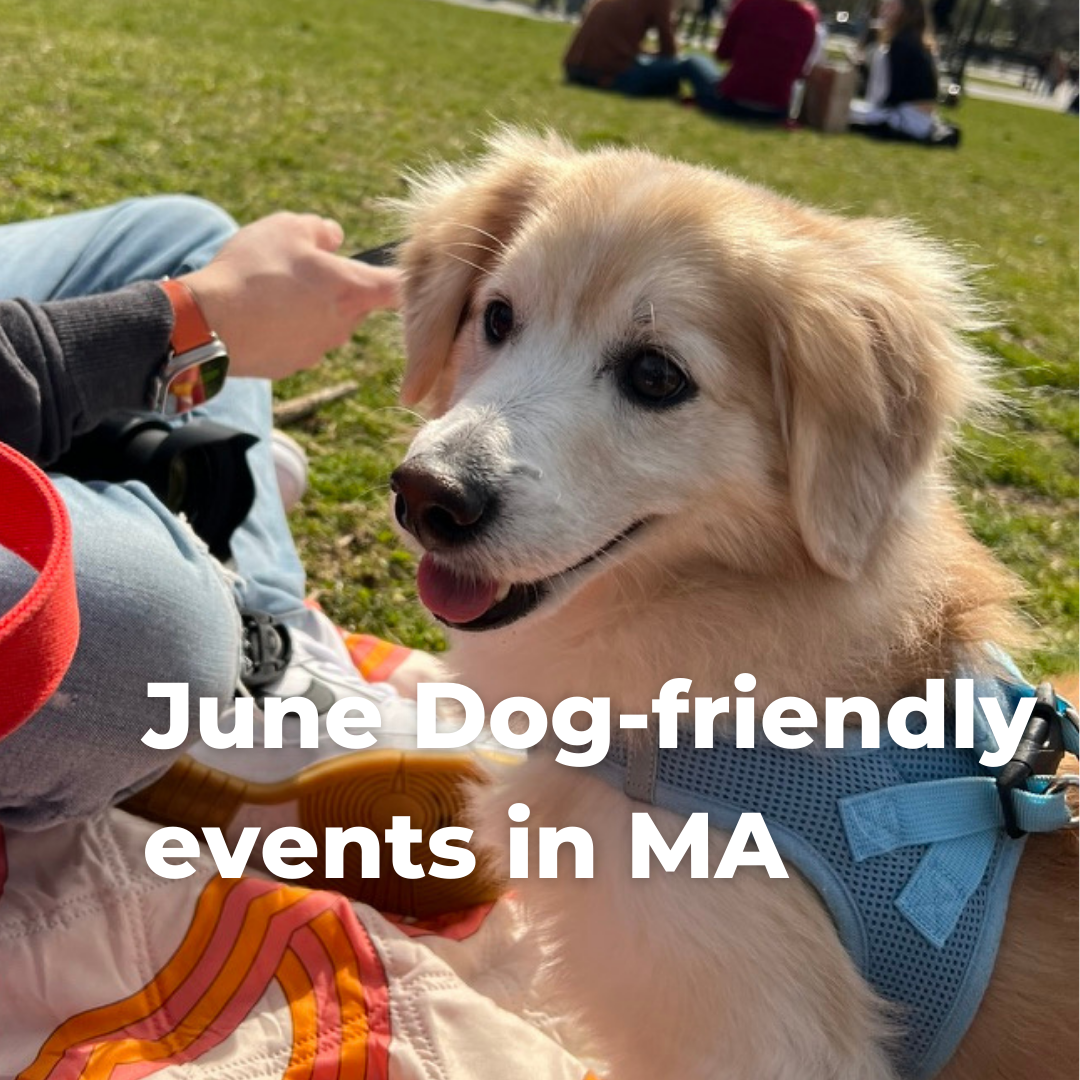 June 2024 events to enjoy with your dog in Massachusetts