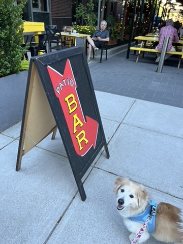 Dog Friendly Boston Patio Yellow Door Taqueria