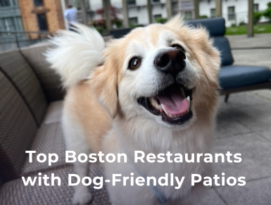 Top Restaurants with Dog-Friendly Patios in Boston